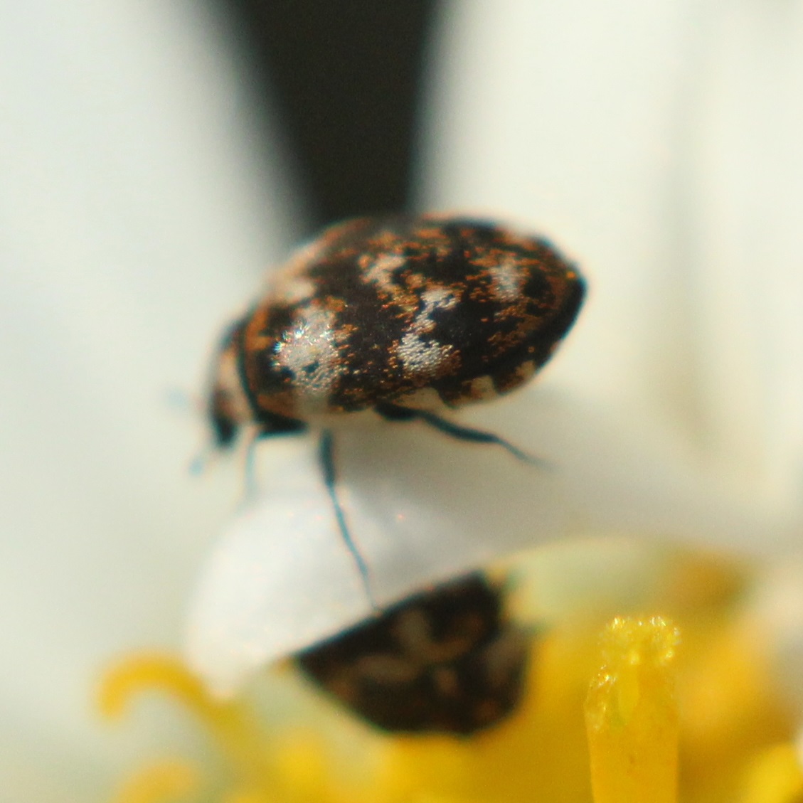 Varied carpet beetle NatureSpot